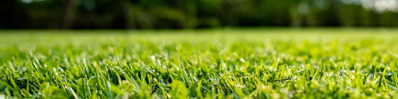grass