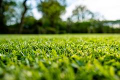 grass
