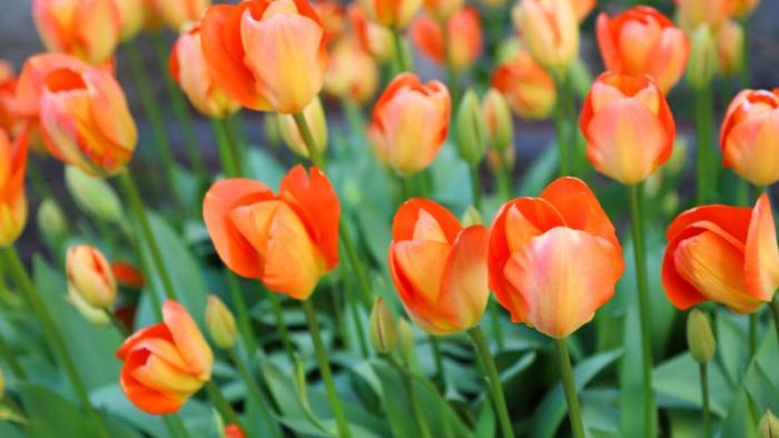 Orange Liberation 75 Tulips