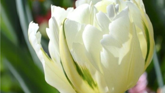 White with slight yellows Liberation 80 tulip
