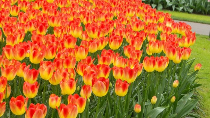 yellow red orange tulip