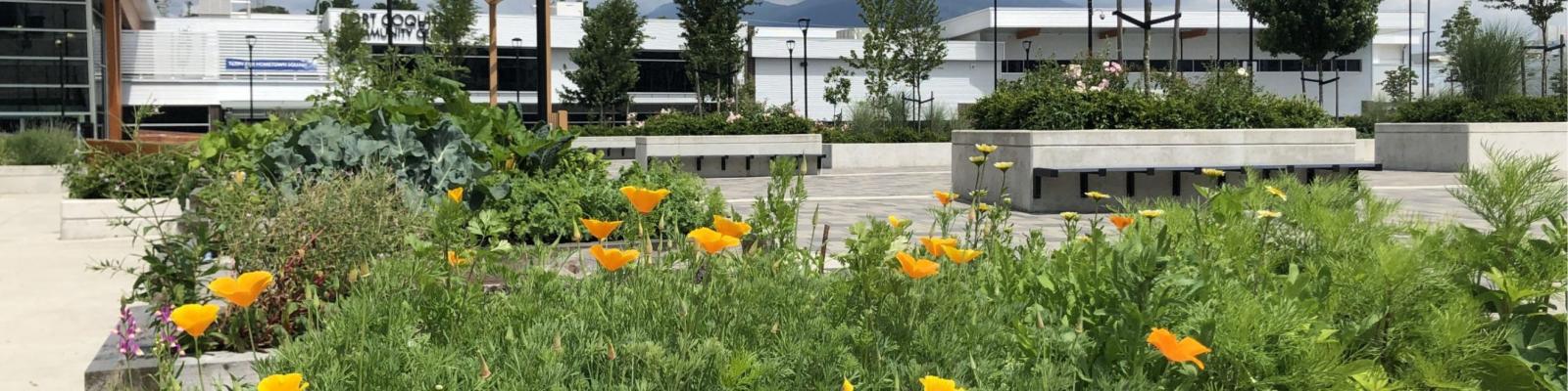 garden plots behind Port Coquitlam Community Centre