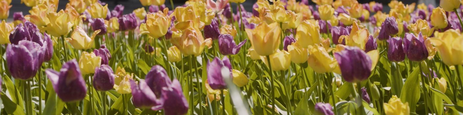 tulips
